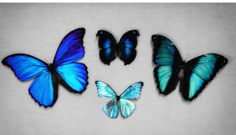 Products – Thebutterflyeffectbeauty